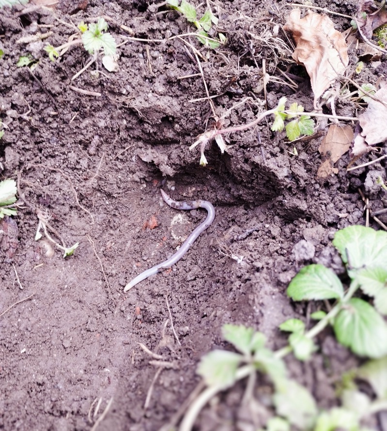 raus_in_den_garten_1