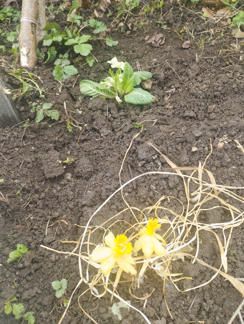 raus_in_den_garten_4