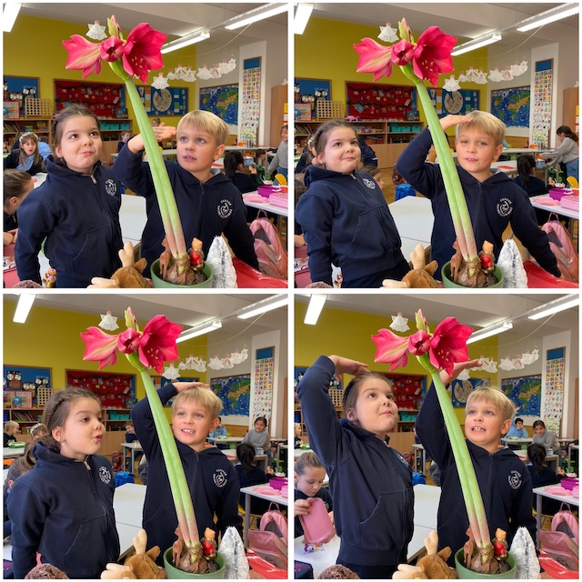 1b_amaryllis