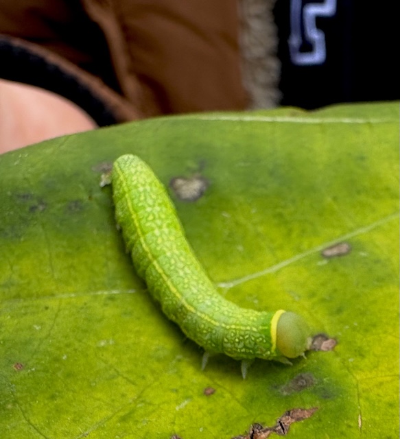 Raupe
